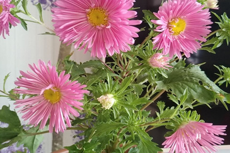 翠菊和雏菊的区别
