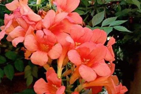 凌霄花與薔薇花的區(qū)別