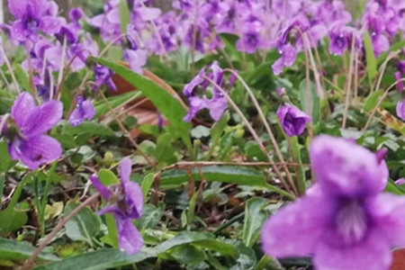 地丁草与紫花地丁的区别