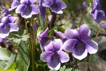 紫花地丁与地丁区别