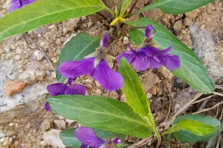 紫花地丁与地丁区别