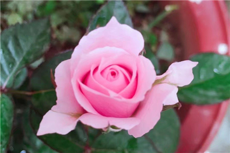 玫瑰花的品种 种玫瑰花的方法 花百科