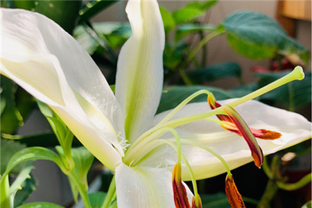 百合花的花语,百合花一般送几朵