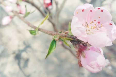 桃花什么时候开,桃花图片