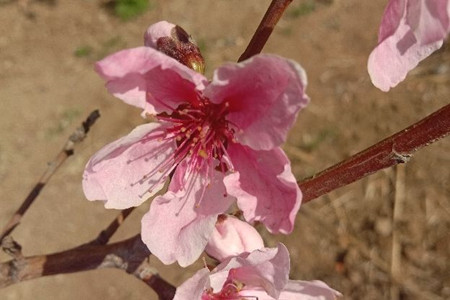 桃花什么时候开,桃花图片