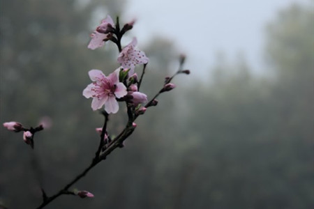 桃花什么时候开,桃花图片