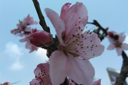 桃花什么时候开,桃花图片