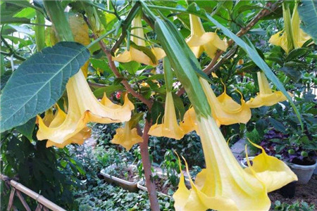 木本曼陀罗