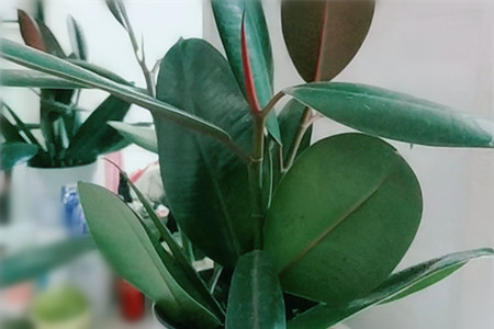 橡皮树