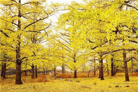 银杏树