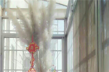 芦苇