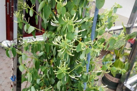 金银花
