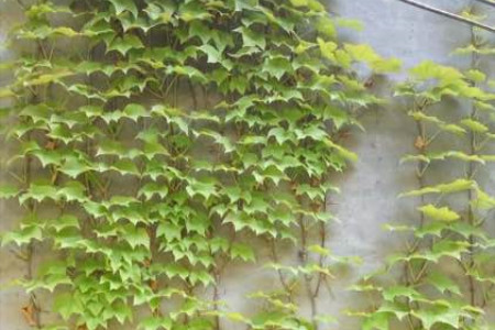 爬山虎