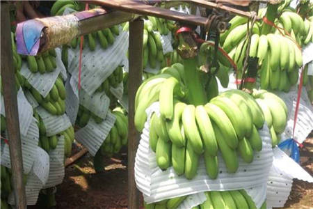 香蕉可以减肥吗,香蕉减肥法介绍