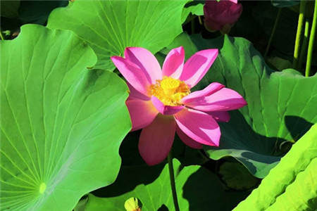 蓮花葉子枯萎怎么回事，葉子枯萎怎么辦