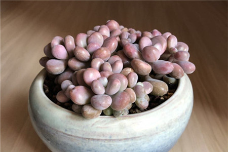 多肉有白色虫子怎么办 多肉土壤怎么除去虫卵 虫害 花卉诊疗 芭蕉养花网