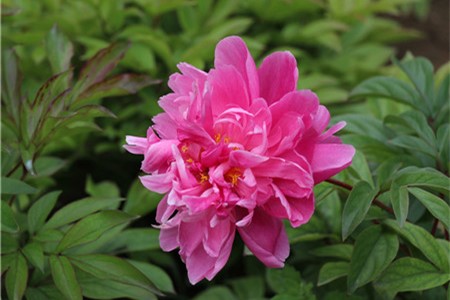 芍药