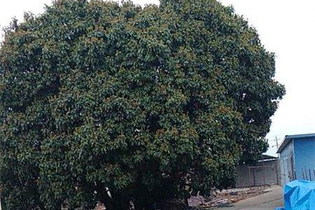 荔枝树