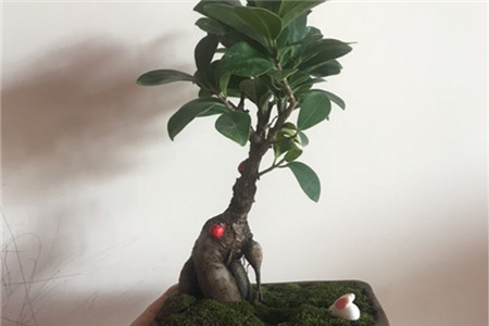 榕树