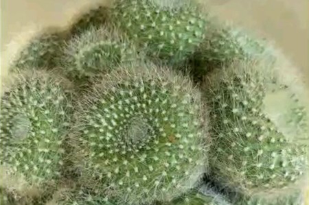白雪光