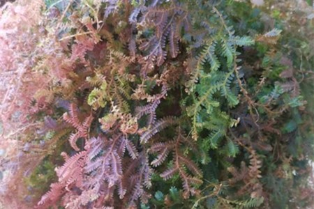翠云草