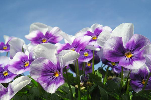 蝴蝶花的繁殖方法及注意事项 蝴蝶花的繁殖方法及注意事项