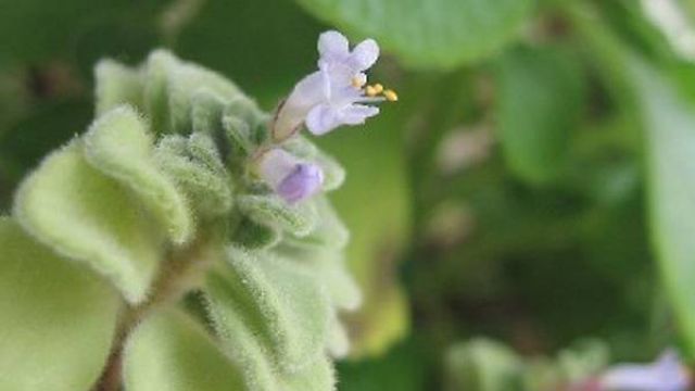 碰碰香怎样开花 碰碰香怎样开花
