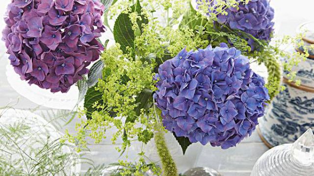 八仙花(绣球花)的切花怎么保鲜 八仙花(绣球花)的切花怎么保鲜