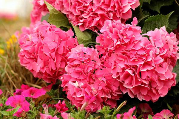 八仙花(绣球花)的养殖方法和注意事项 八仙花(绣球花)的养殖方法和注意事项