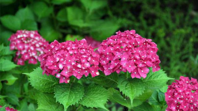 八仙花(绣球花)四季管理要点 八仙花(绣球花)四季管理要点