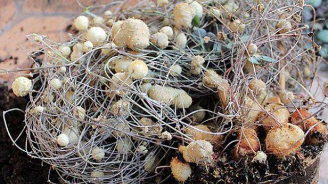 爱之蔓的土豆根有什么作用? 爱之蔓的土豆根有什么作用?