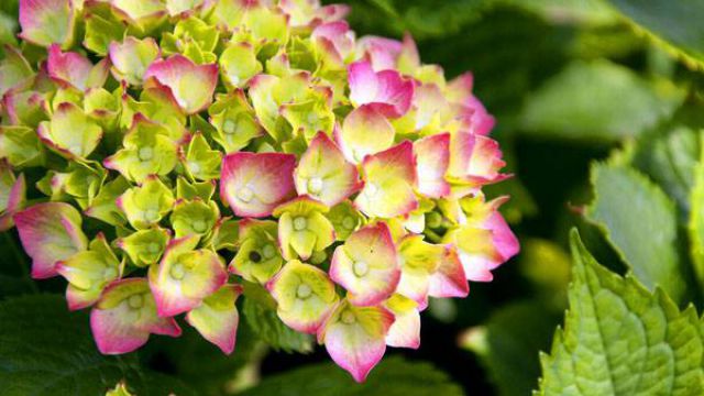 八仙花(绣球花)有毒吗? 八仙花(绣球花)有毒吗?