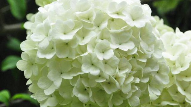 八仙花(绣球花)怎么不开花? 八仙花(绣球花)怎么不开花?
