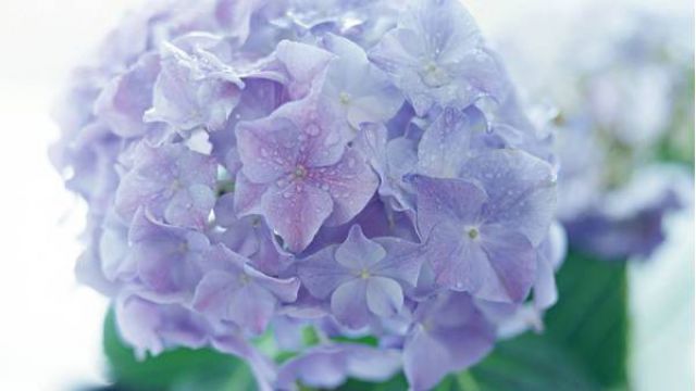 八仙花(绣球花)怎么枝插 八仙花(绣球花)怎么枝插