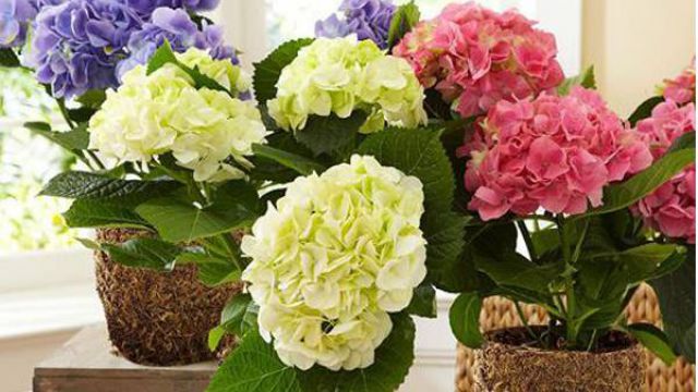 盆栽八仙花换盆及修剪方法 盆栽八仙花换盆及修剪方法