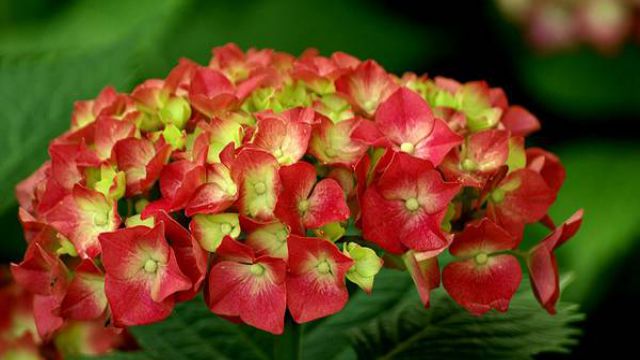 怎样让八仙花(绣球花)在春节开放 怎样让八仙花(绣球花)在春节开放
