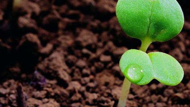 盆栽荷花施肥要点 盆栽荷花施肥要点