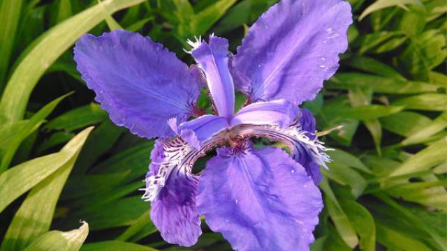 花菖蒲的繁殖方法 花菖蒲的繁殖方法