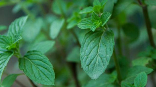 家里养的薄荷能否药用 家里养的薄荷能否药用