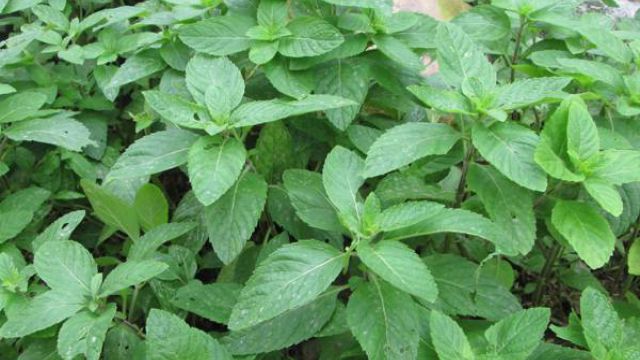 盆栽薄荷怎样养 盆栽薄荷怎样养