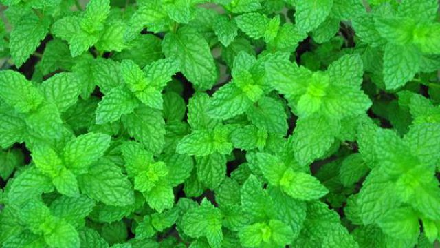 水培薄荷养护方法 水培薄荷养护方法