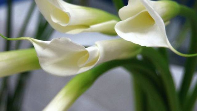 马蹄莲冬季怎么养殖? 马蹄莲冬季怎么养殖?