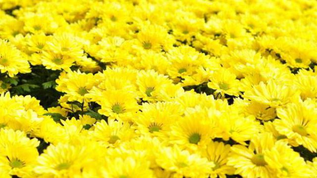 菊花怎么催花 菊花怎么催花