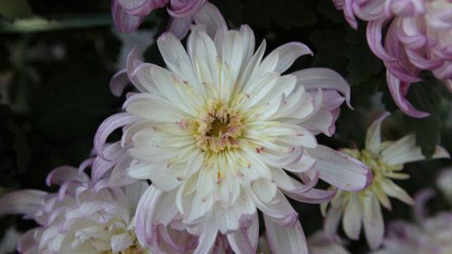 菊花怎么养护 菊花怎么养护