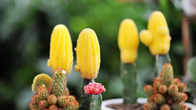仙人掌枯萎了该怎样救护 仙人掌枯萎了该怎样救护