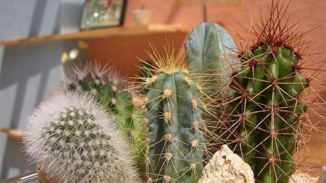 仙人掌适合在室内种植吗 仙人掌适合在室内种植吗