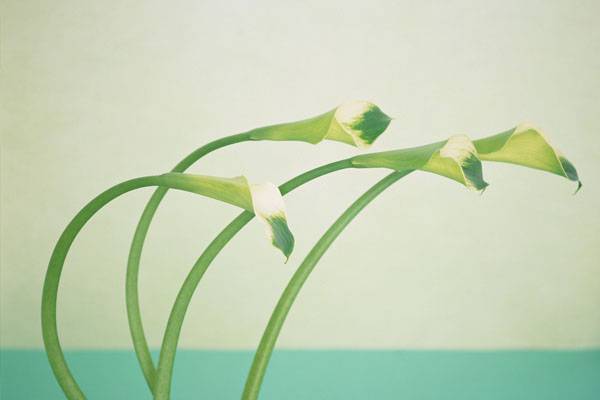 马蹄莲植株疲软是怎么回事 马蹄莲植株疲软是怎么回事