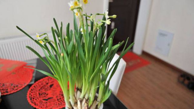 盆栽水仙花的养殖方法和注意事项 盆栽水仙花的养殖方法和注意事项