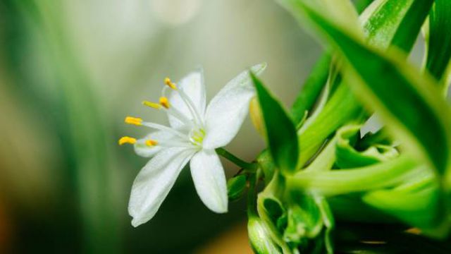 教你轻松移植吊兰(图解) 教你轻松移植吊兰(图解)