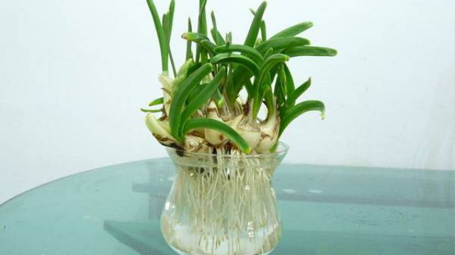 水培水仙花的养护方法及注意事项 水培水仙花的养护方法及注意事项